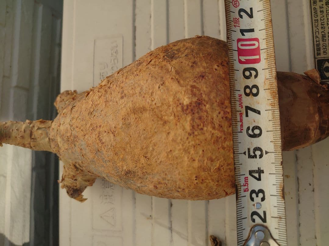 キフォステンマ マクロプス