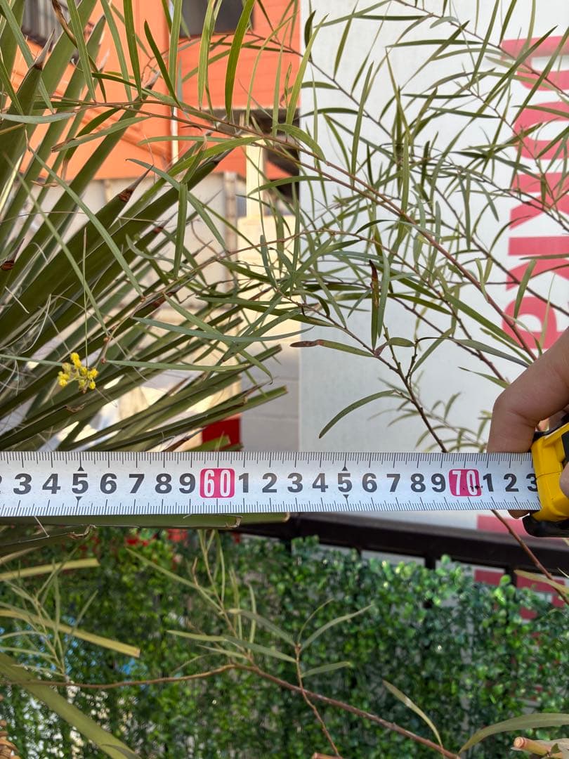 【直接取引限定】 ユッカ・フィリフェラ　子株付き　ドライ系