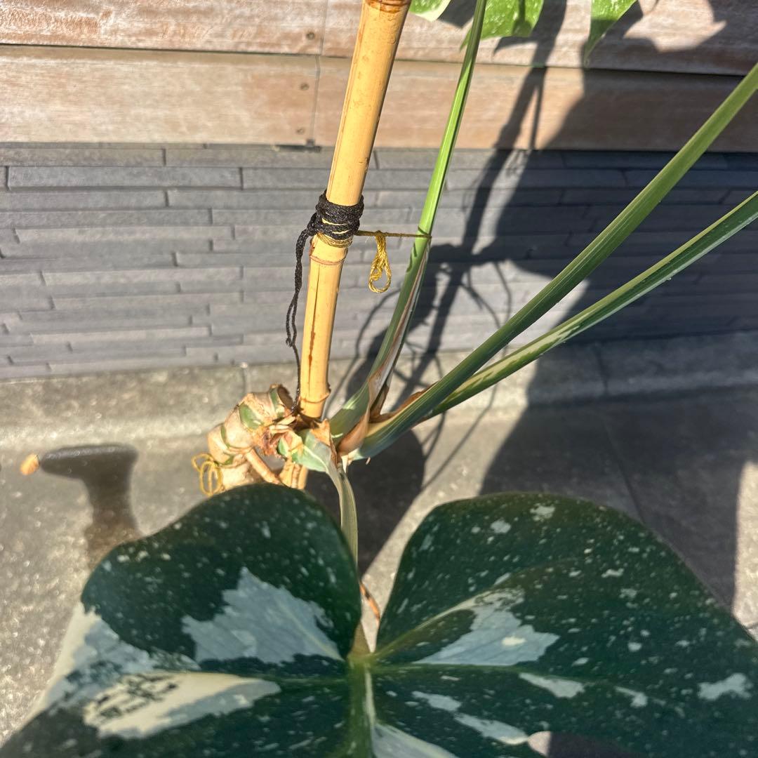 モンステラ　斑入り　デリシオーサ　イエローモンスター　幹立