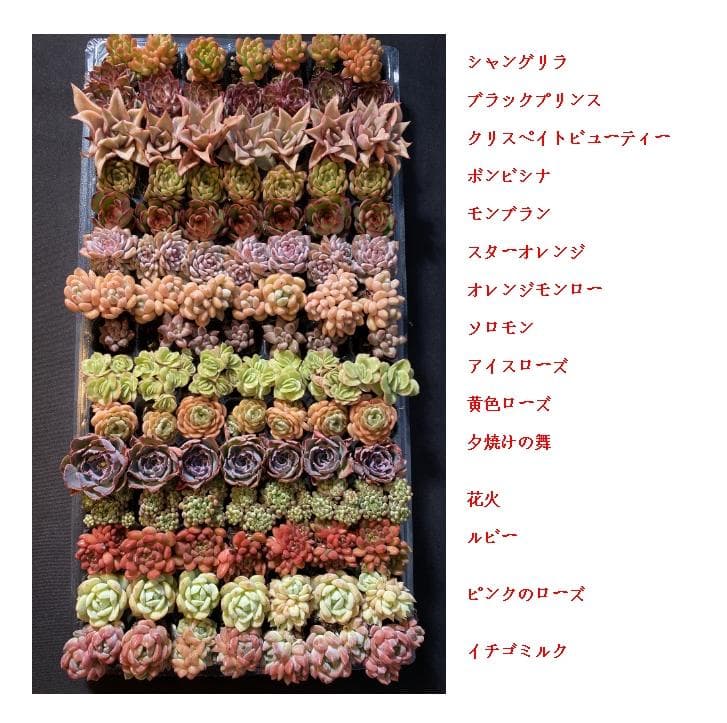 お*ん様 15種類セットH240×103苗 土付き 詰め合わせ 多肉植物 エケベ