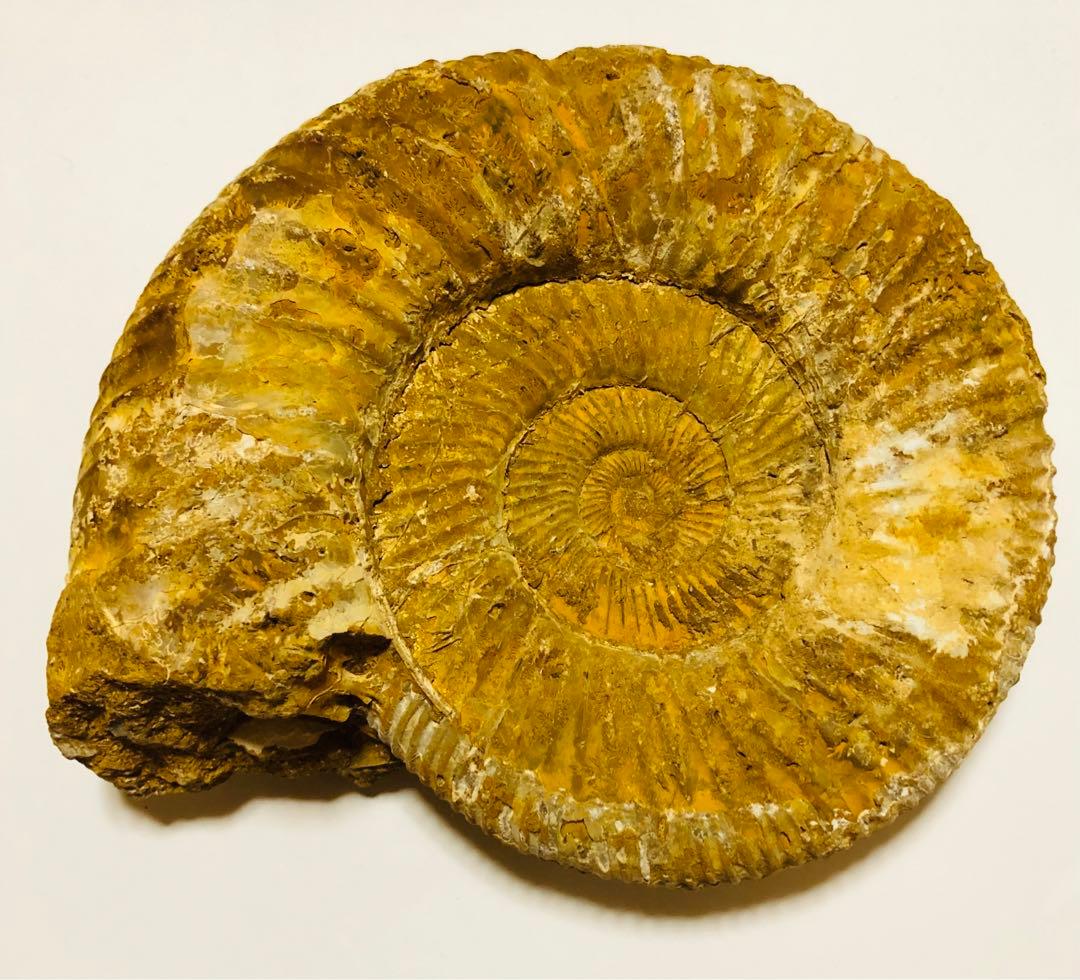 大きなアンモナイト　化石　ペリスフィンクテス