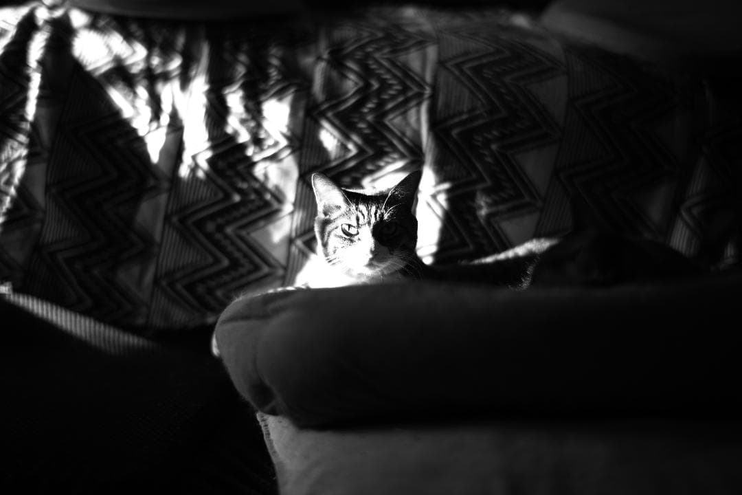 中一光学　M0.95/50mm SPEEDMASTER及びプロテクトフィルター