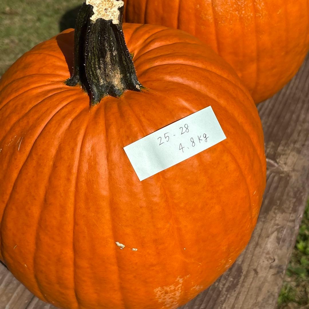 【みかんその2】ハロウィンかぼちゃ　本物