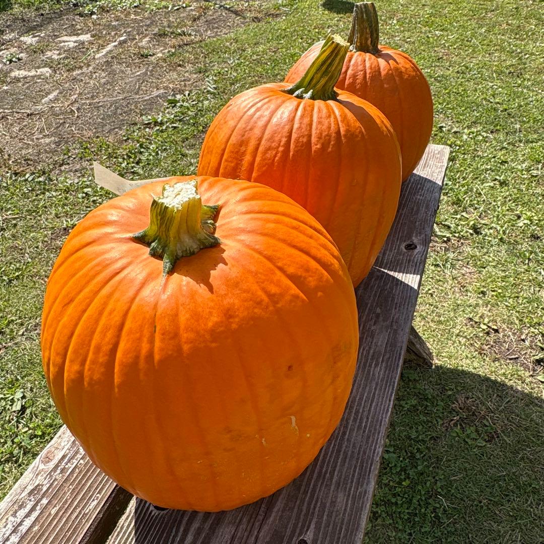 【みかんその2】ハロウィンかぼちゃ　本物