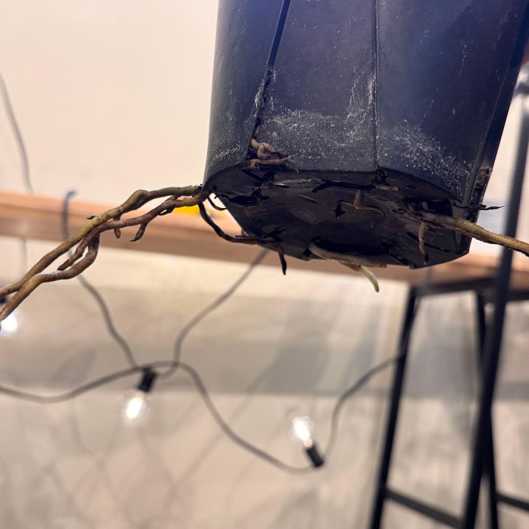 30 モンステラ　デリシオーサ　‘イエロームーン’ 黄金葉　ライム色