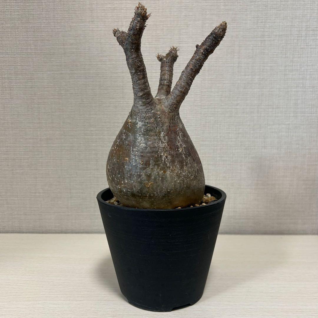 パキポディウム・グラキリス⑦ 発根済み　現地球