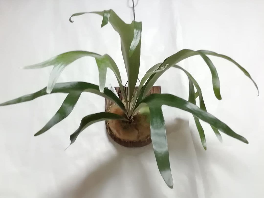 ウイリンキー変異個体株　格好良い大株　育てやすい希少株