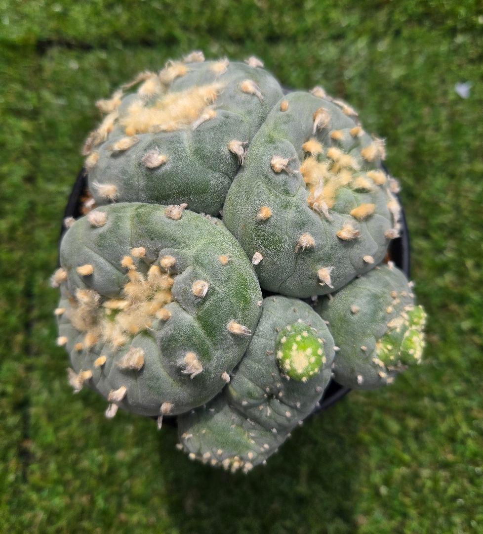 銀冠玉モンストー (カキコ)