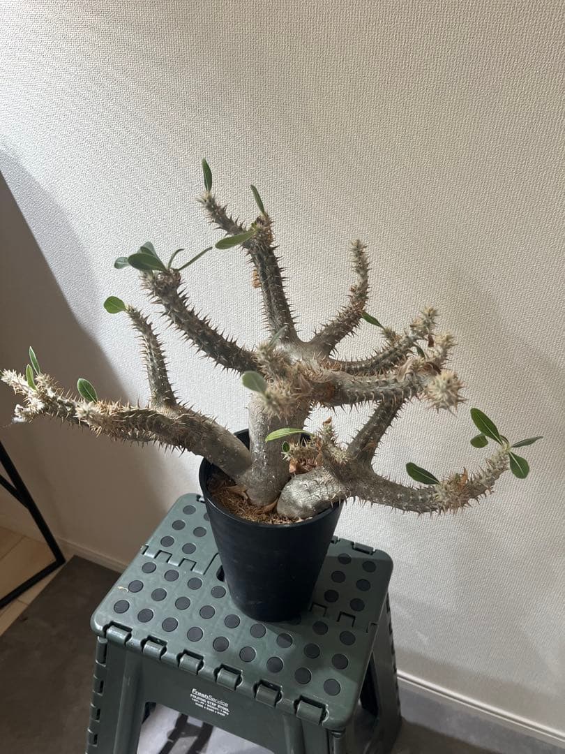 パキポディウム伊藤ハイブリッド　特大株❗️