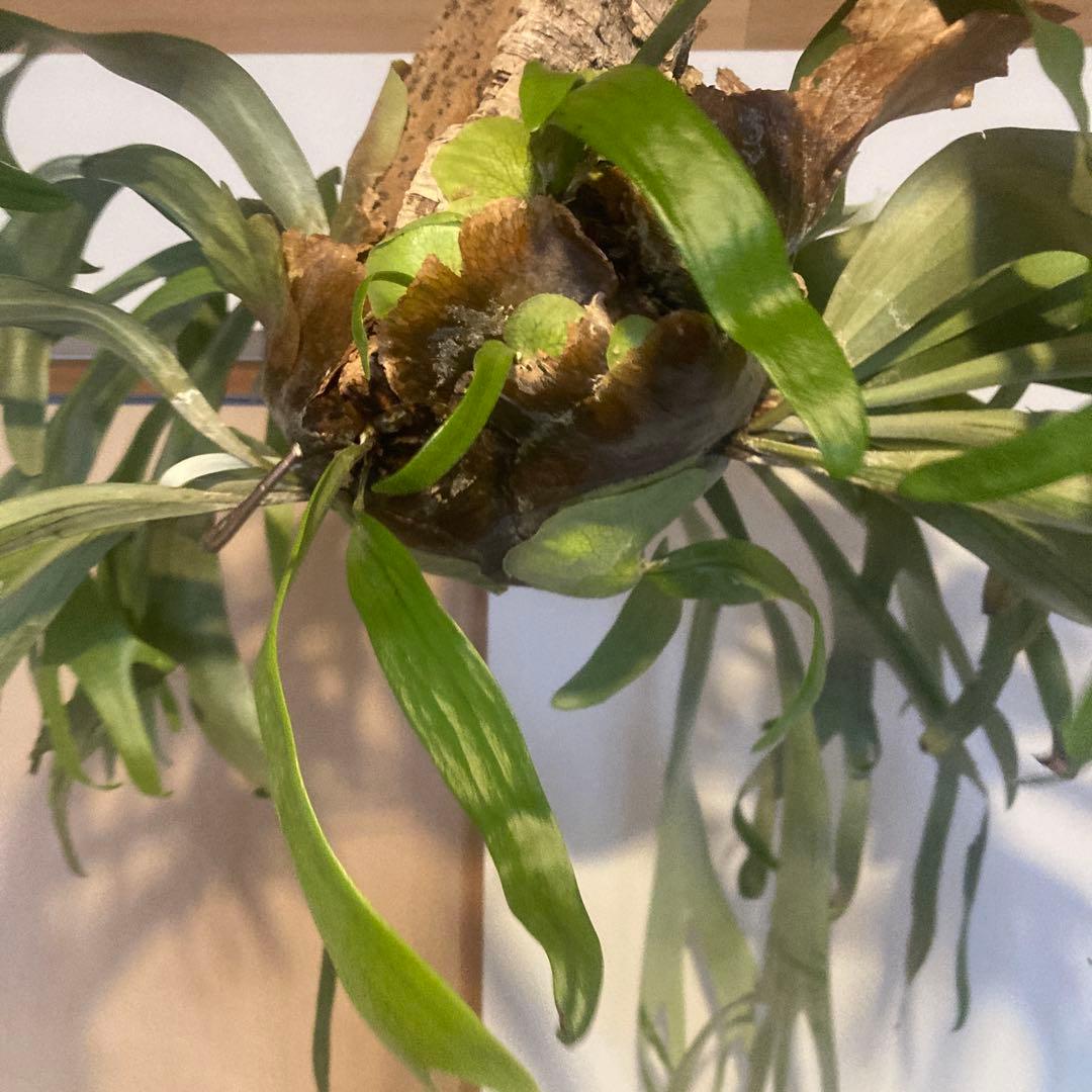 ビカクシダ　ウィリンキーwild p.willinckii 親株