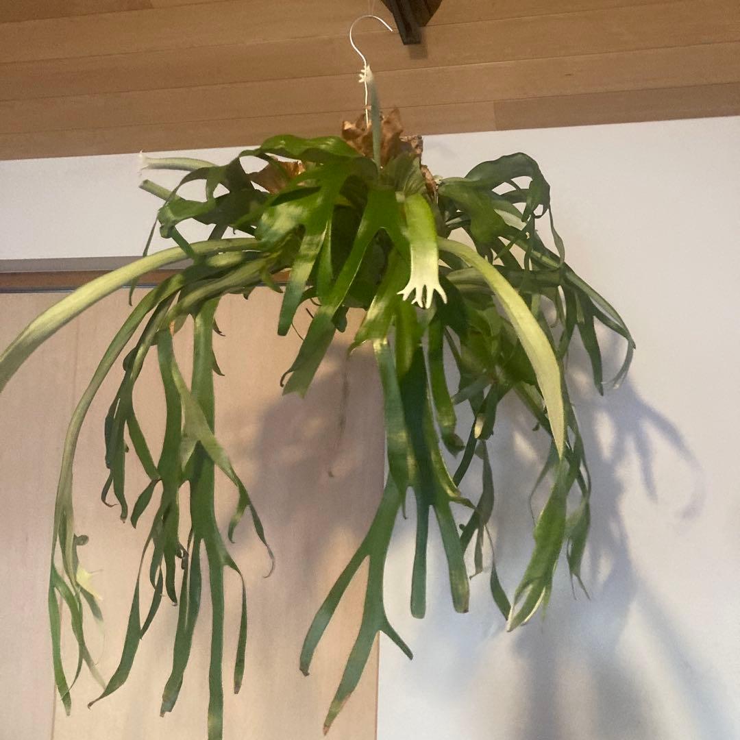 ビカクシダ　ウィリンキーwild p.willinckii 親株