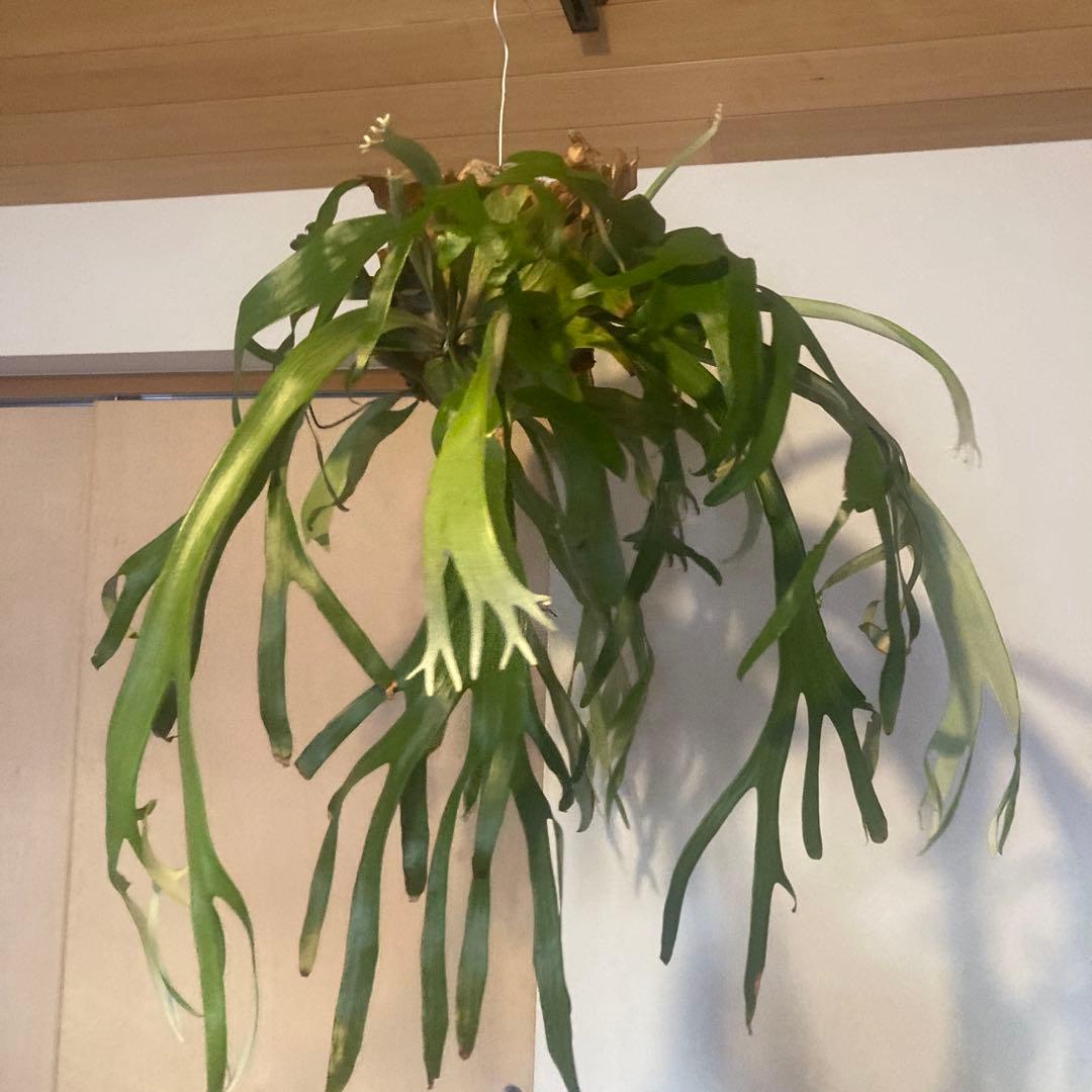 ビカクシダ　ウィリンキーwild p.willinckii 親株