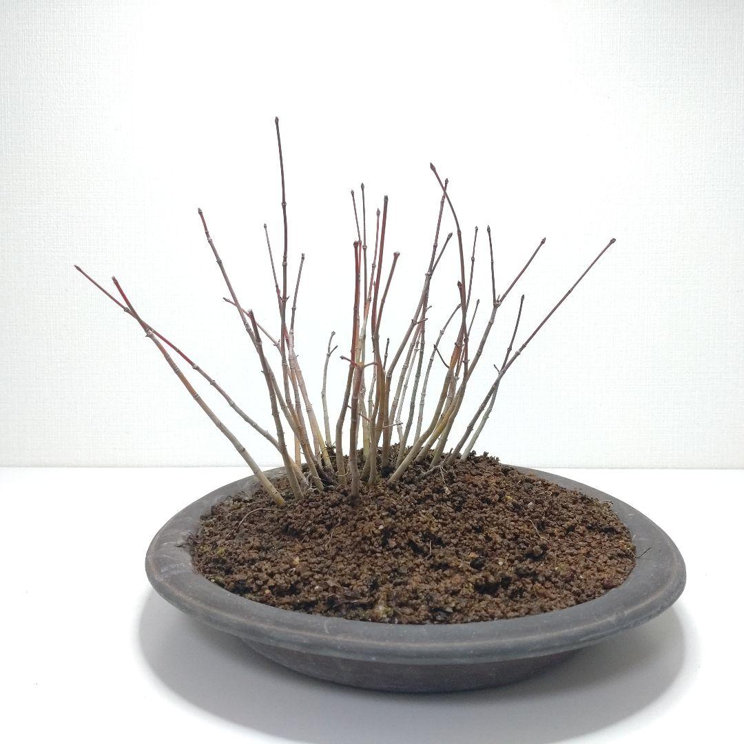 寒樹紅葉（イロハモミジ）盆栽 SG012