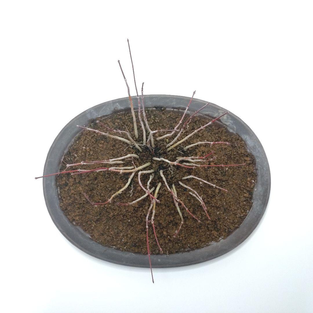 寒樹紅葉（イロハモミジ）盆栽 SG012