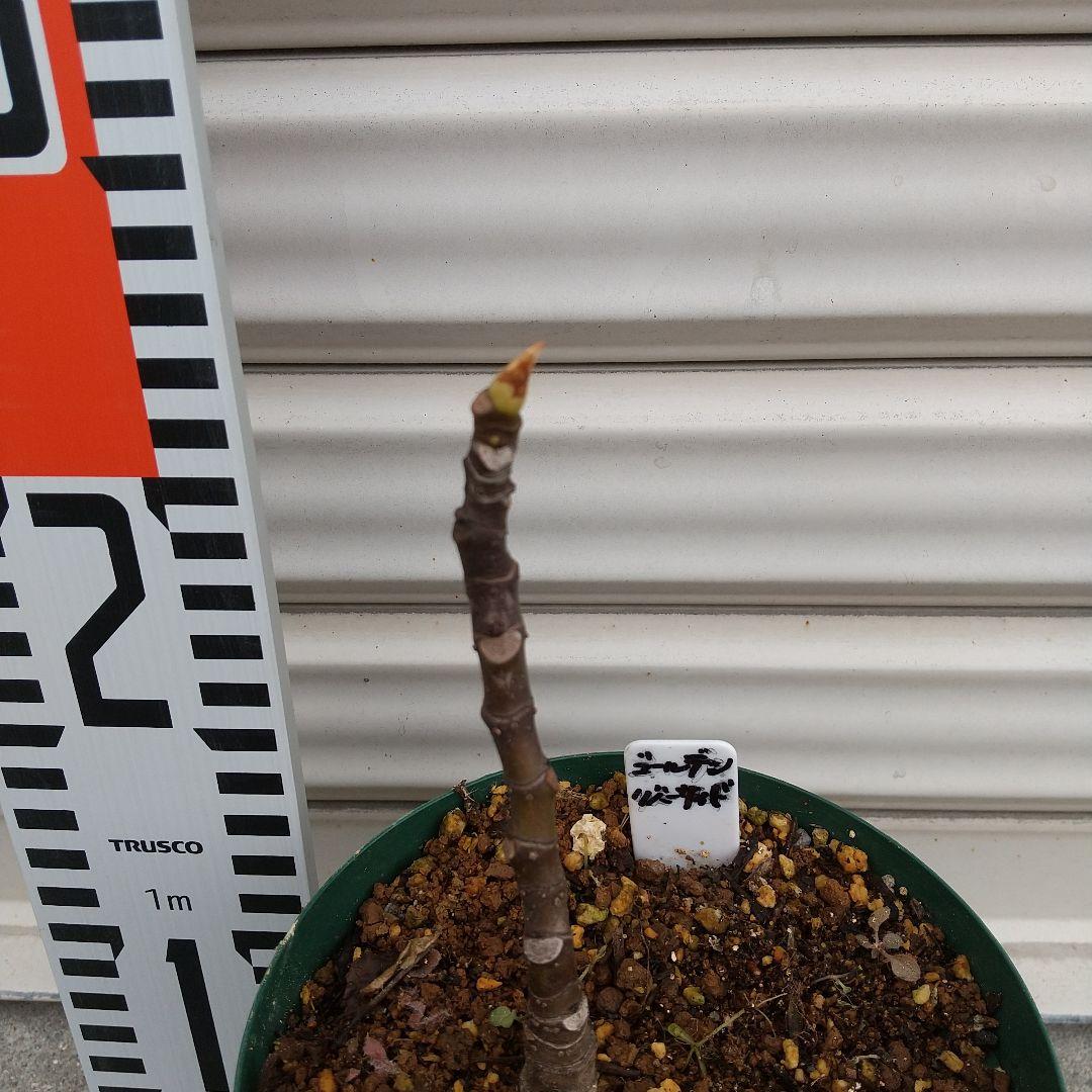 ★希少高級イチジク苗木★【ゴールデンリバーサイド】1月31日撮影・親木写真あり