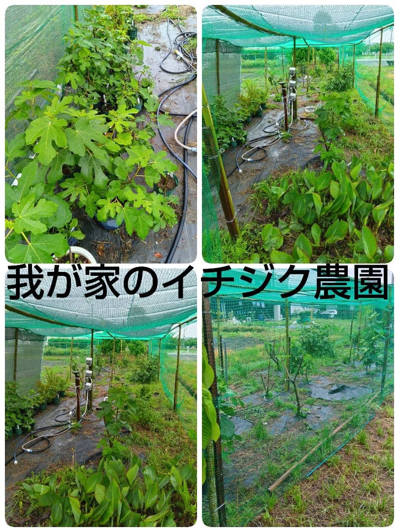★希少高級イチジク苗木★【ゴールデンリバーサイド】1月31日撮影・親木写真あり