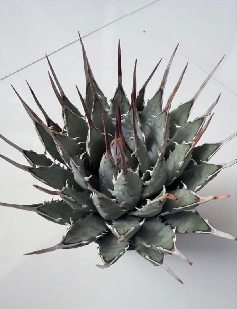 耐寒性アガベ エボリスピナ陽炎◇ユタエンシス多肉サボテン　チタノタ　ホリダ南国