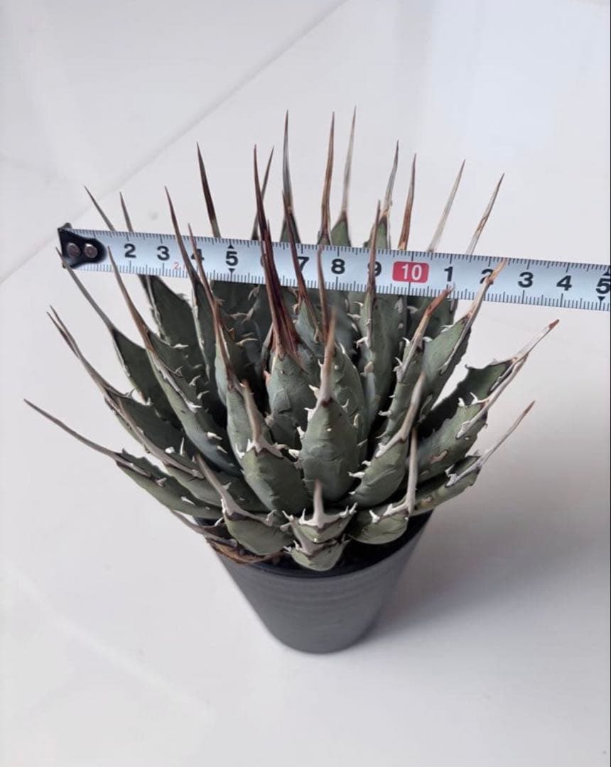 耐寒性アガベ エボリスピナ陽炎◇ユタエンシス多肉サボテン　チタノタ　ホリダ南国