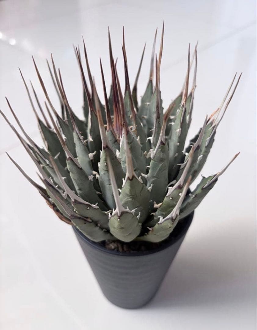 耐寒性アガベ エボリスピナ陽炎◇ユタエンシス多肉サボテン　チタノタ　ホリダ南国