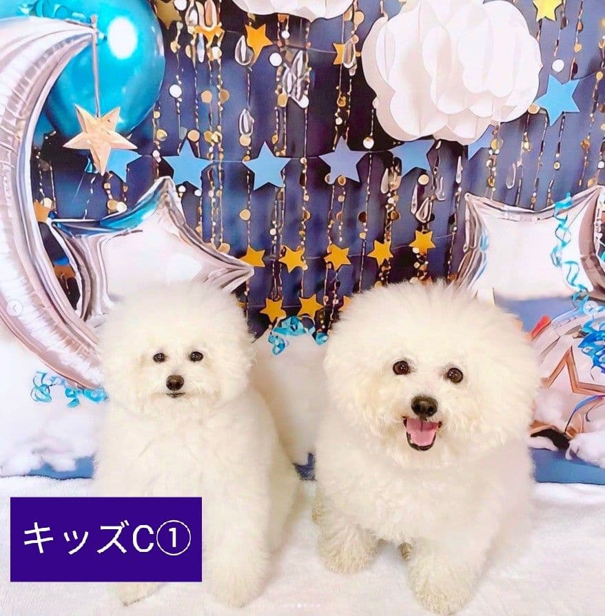 背景布×5+1　ペット撮影用フォトブース　トリミングチョーカー販売中　薔薇　梅雨