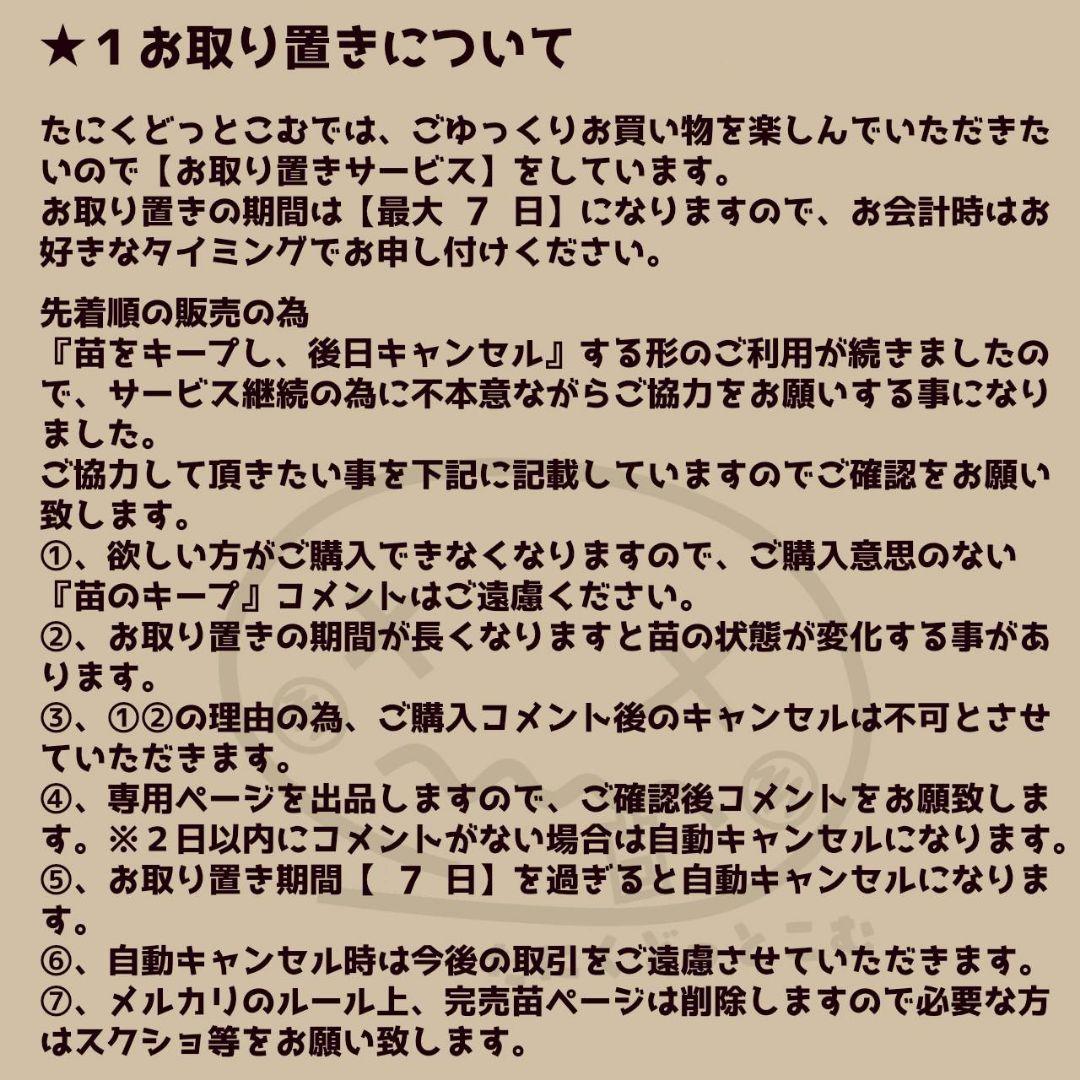 ブラックサバス◎多肉植物 カット苗 輸入苗 エケベリア等