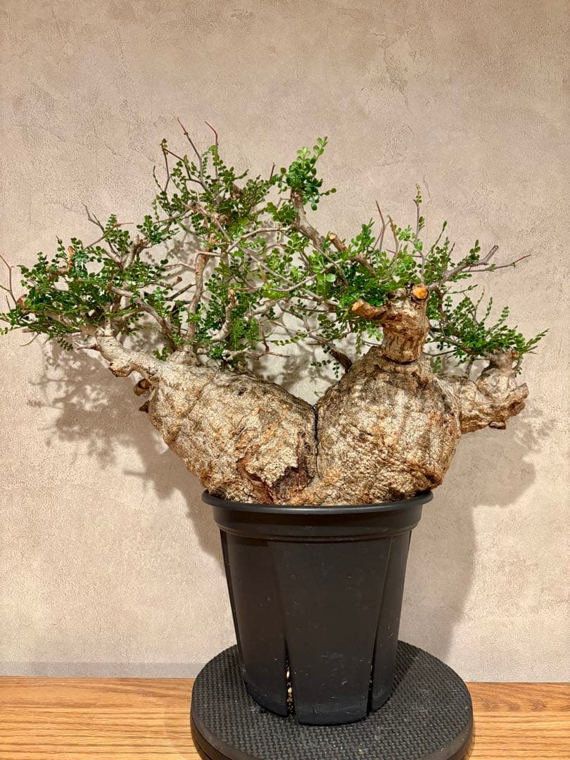 【希少樹形】パキプス／左右均等丸型・発根済み　みやび鉢