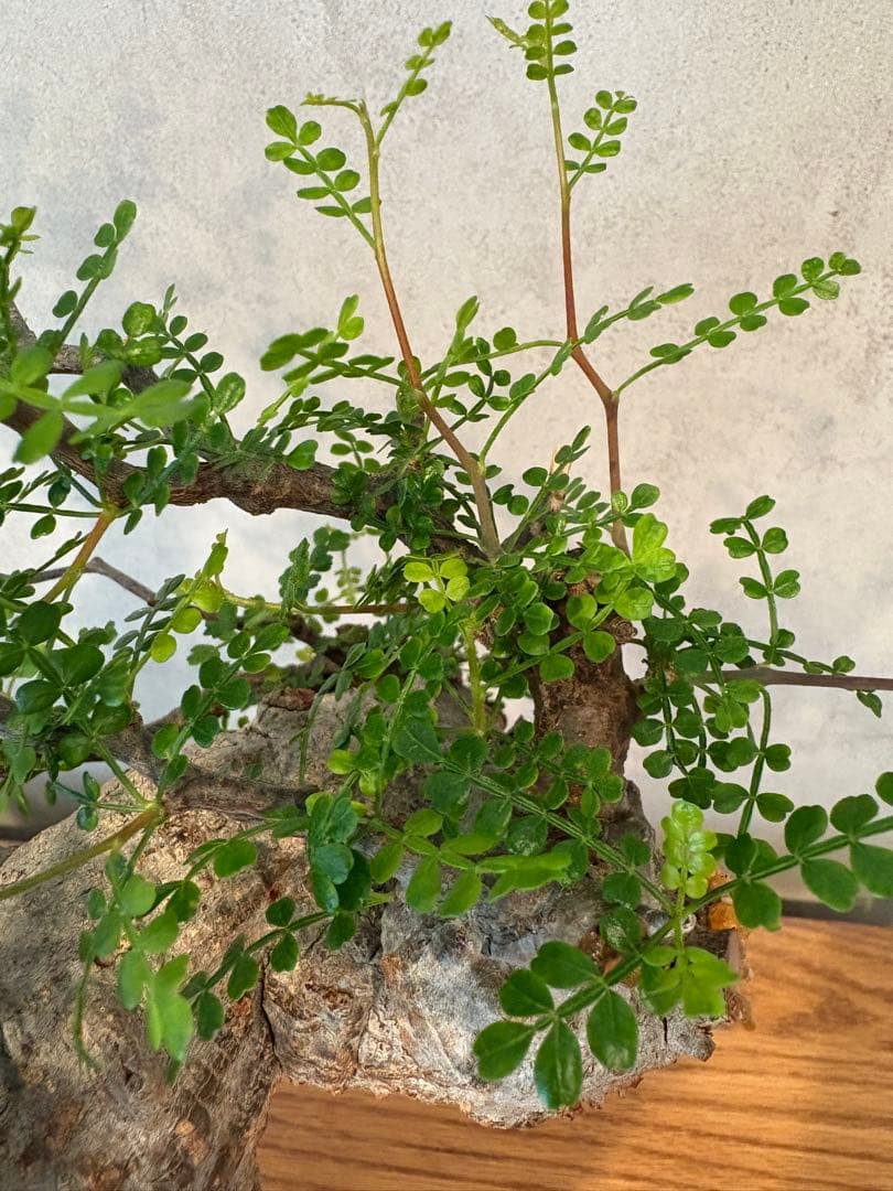 【希少樹形】パキプス／左右均等丸型・発根済み　みやび鉢