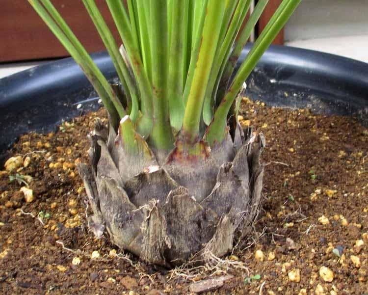 【現品】ダシリリオン・ロンギシマム　9号　S6番