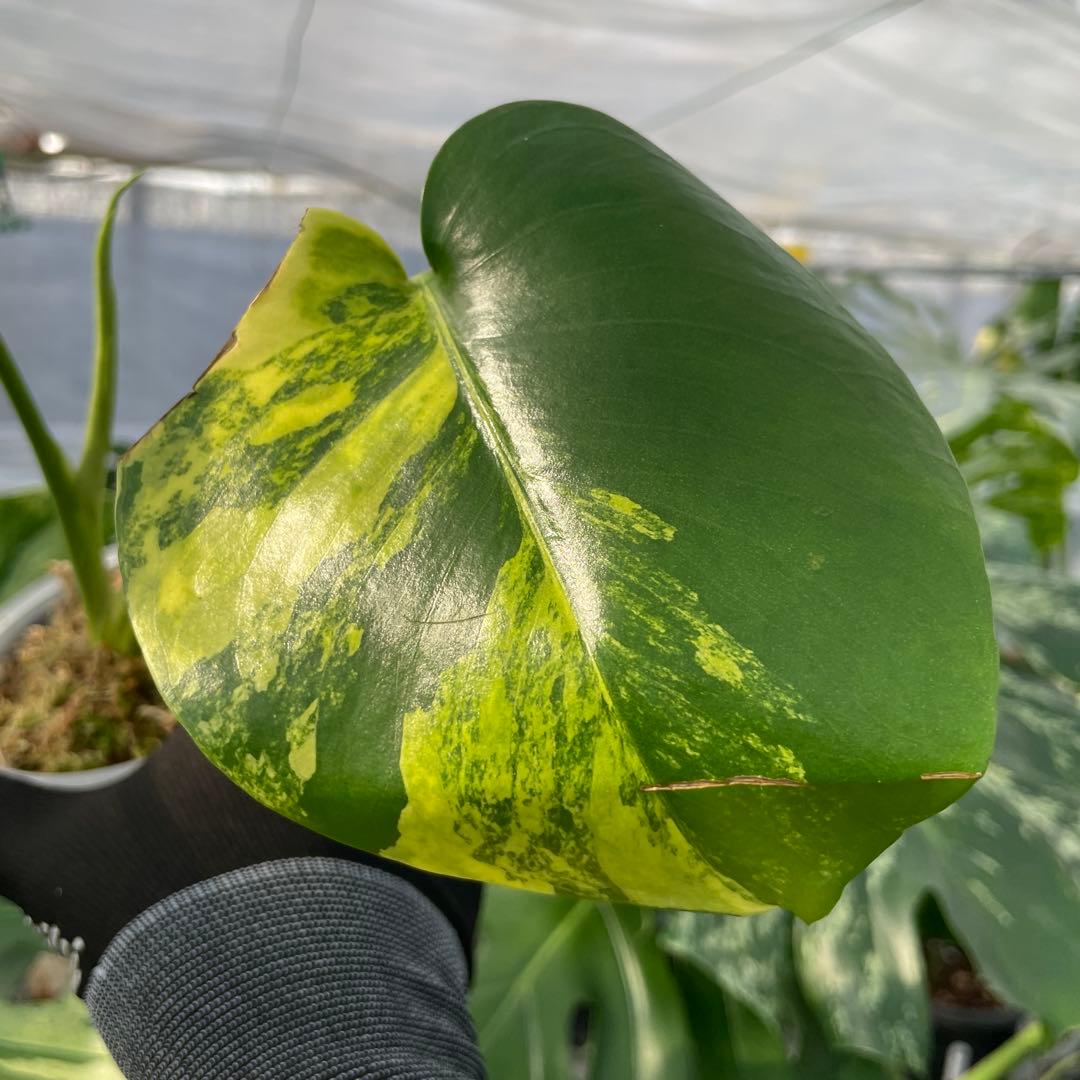 MS3 モンステラ　イエローマリリン　黄斑入り