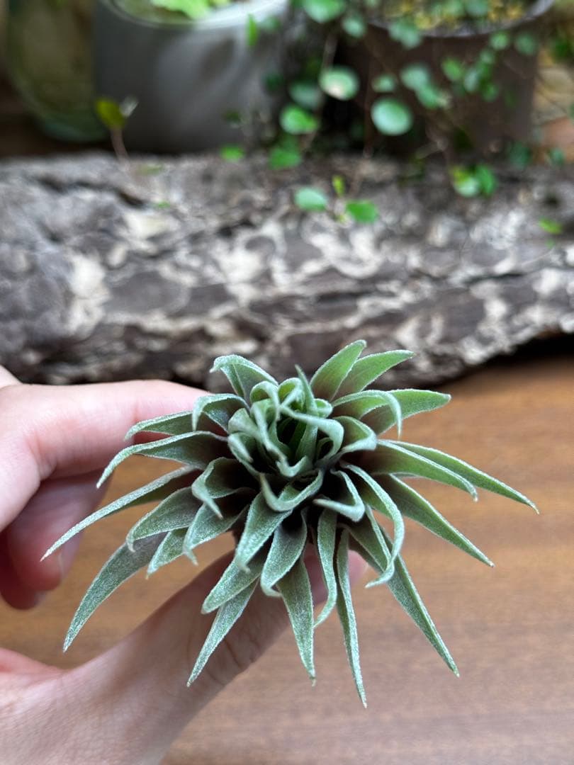 チランジア　カウツキー×ゲミニフローラ