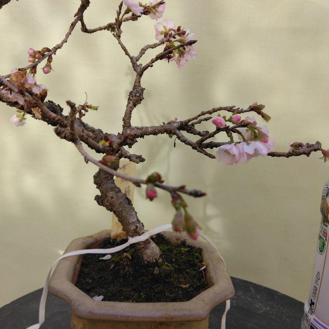 値引きセール中。十月桜盆栽　花ざかり