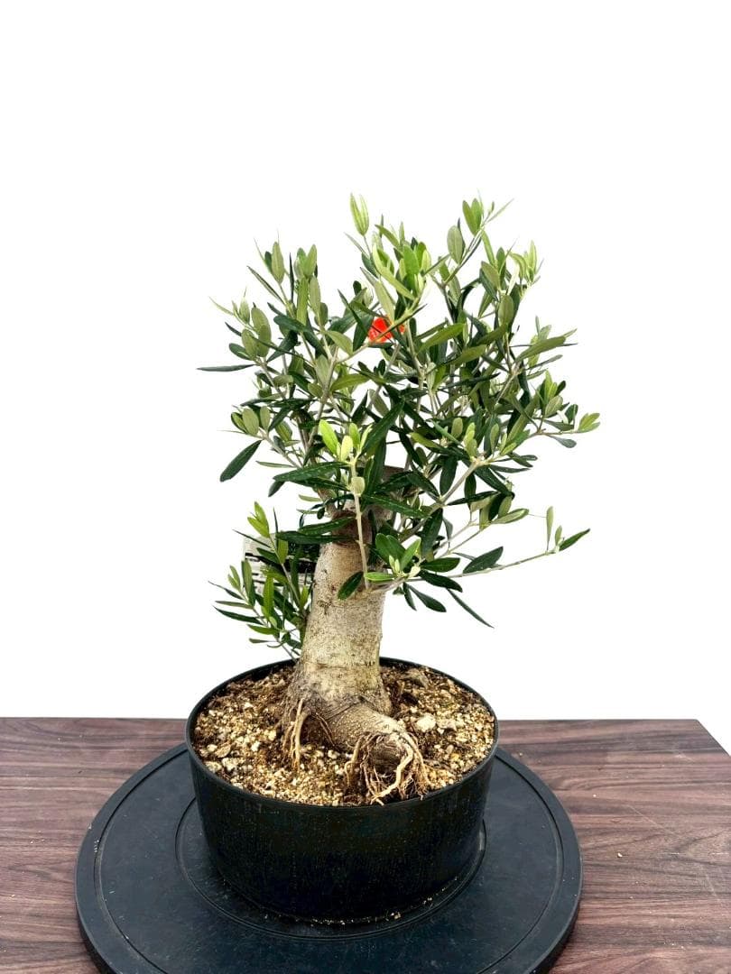オリーブの木 コラチナ 盆栽風 8号 約50cm 現品販売