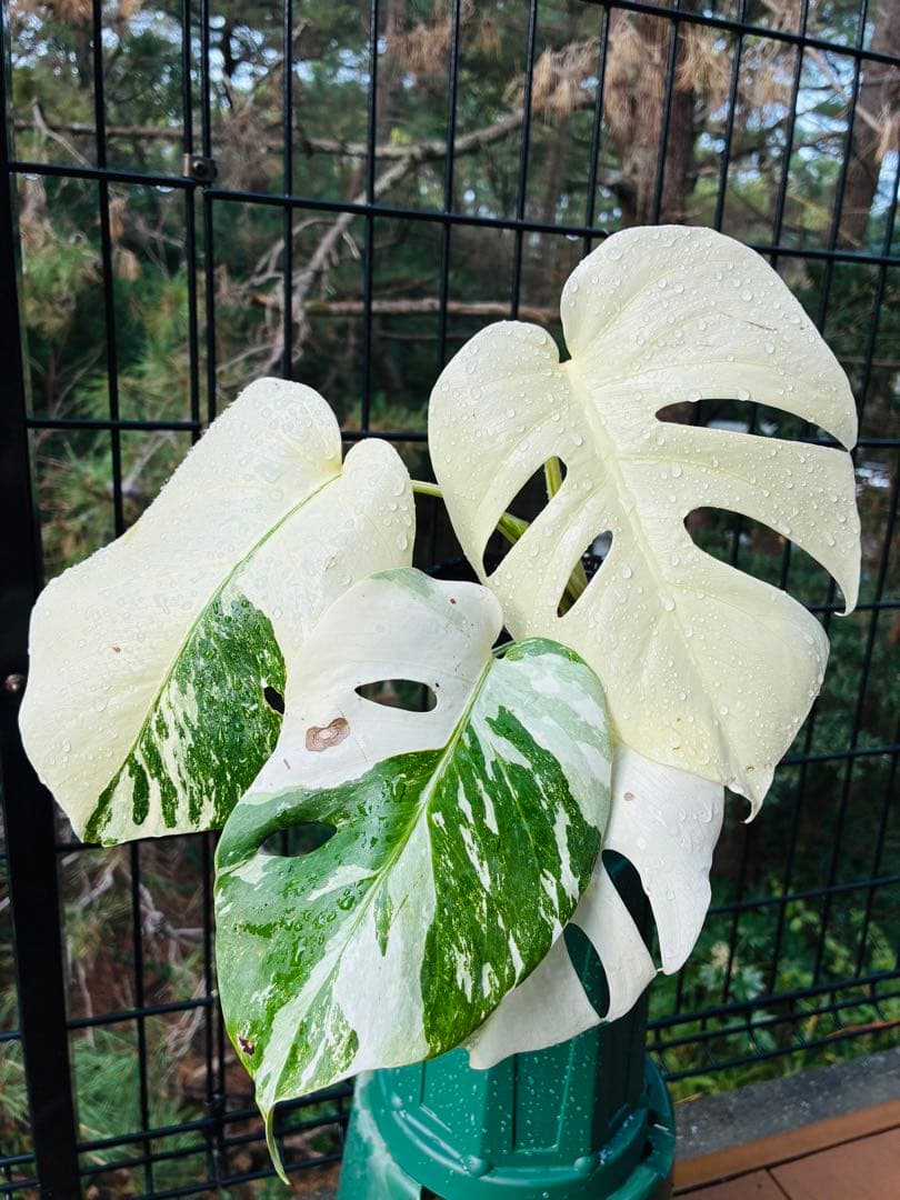 【5本セット発根活着済 斑入りモンステラ 】ボルシギアナ ホワイトタイガ