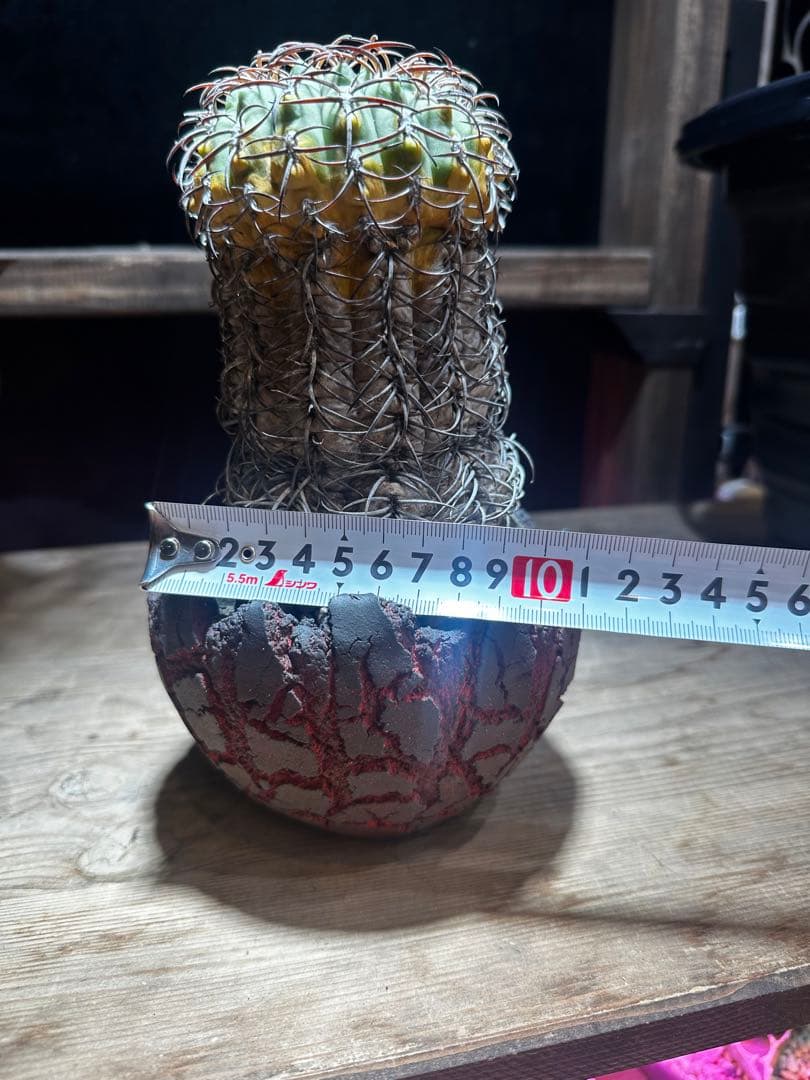 ギムノカリキウム天平丸　山木サボテン