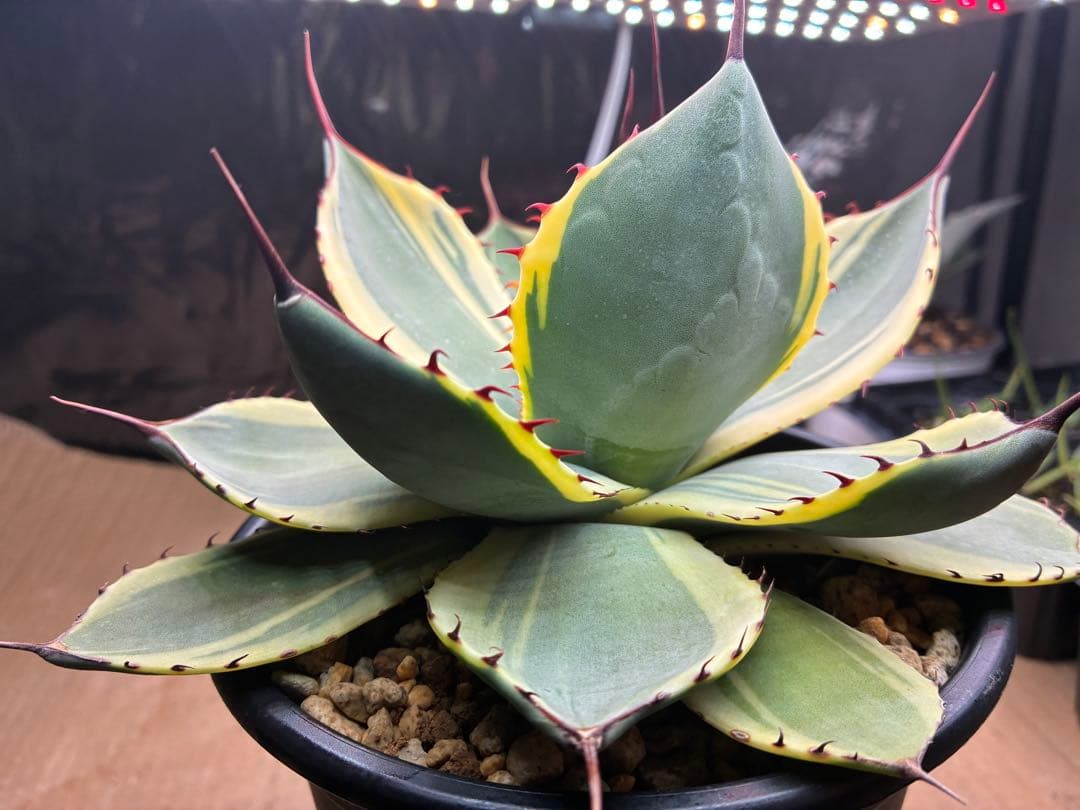 パリートランカータ　オリザバ