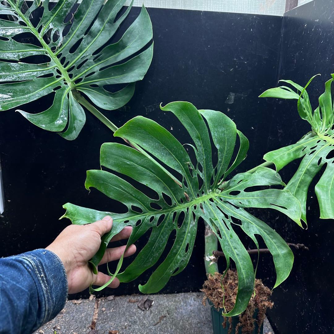 モンステラデリシオーサマクロコズム大型葉希少系統鉢植え高さ70㎝超大株レア特大
