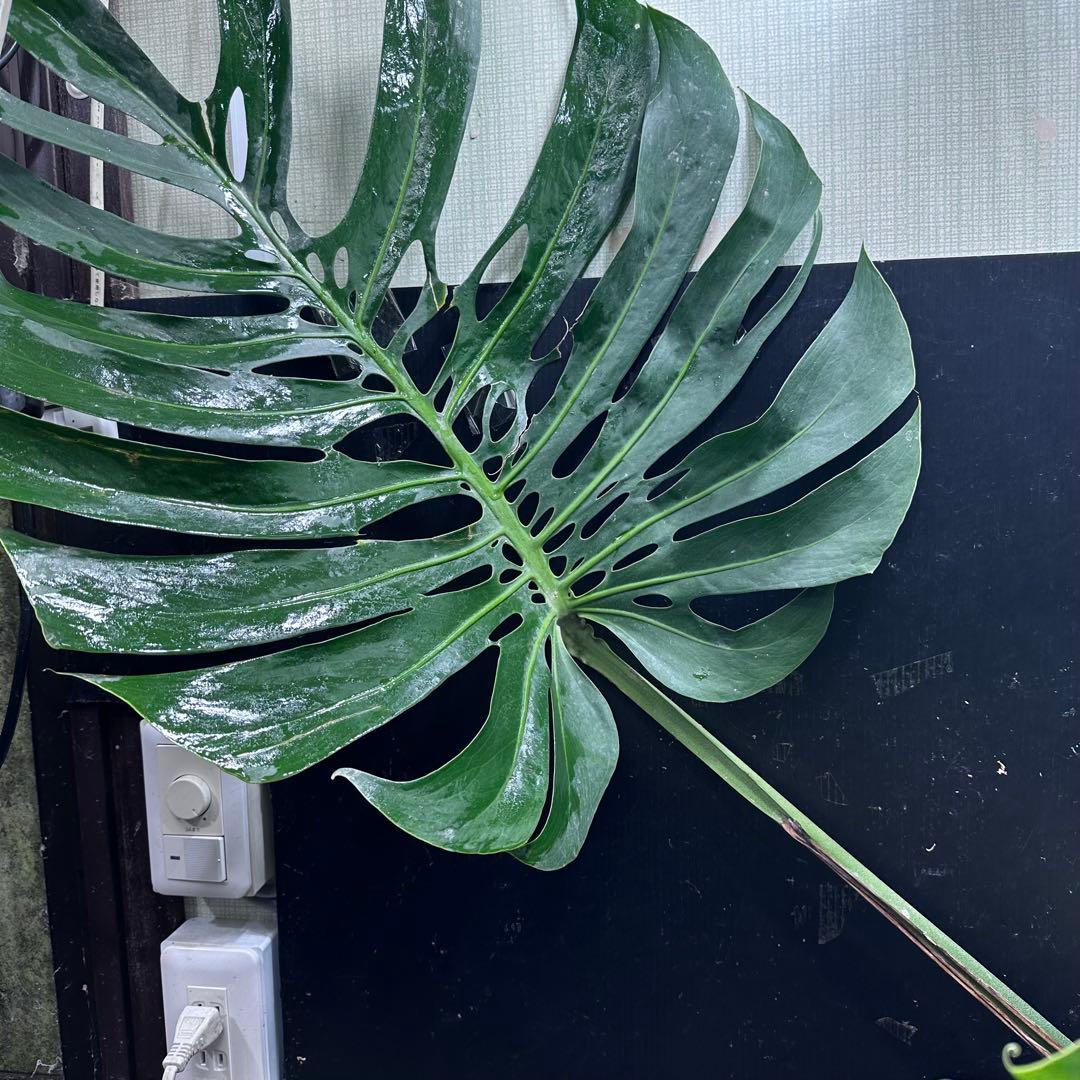 モンステラデリシオーサマクロコズム大型葉希少系統鉢植え高さ70㎝超大株レア特大
