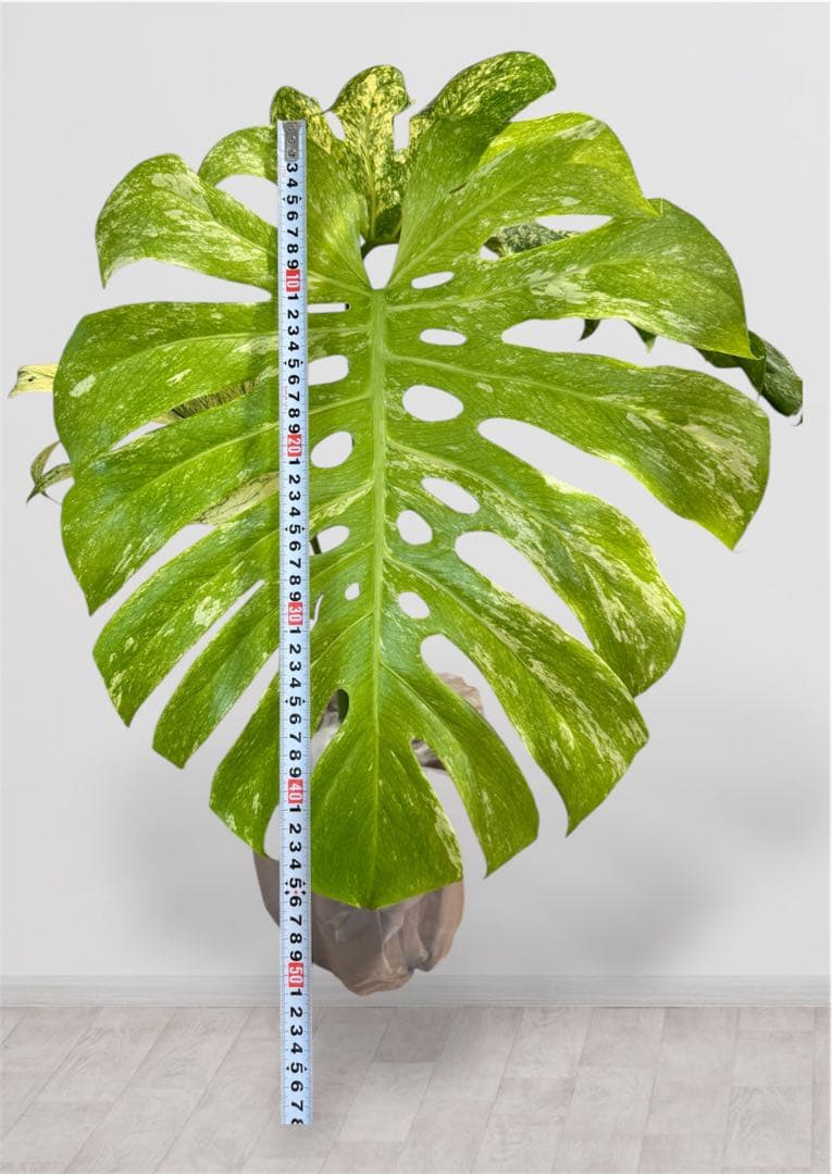 OC オリジナルクローン モンステラ デリシオーサ ホワイトモンスター 天津蘭