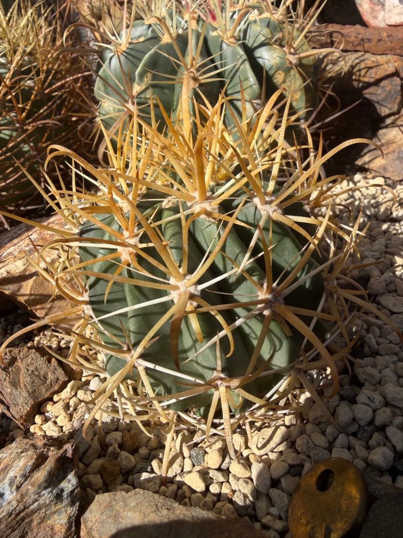 フェロカクタス金冠竜◇黄刺ドライガーデン多肉サボテン　アガベ ハオルチア　アロエ