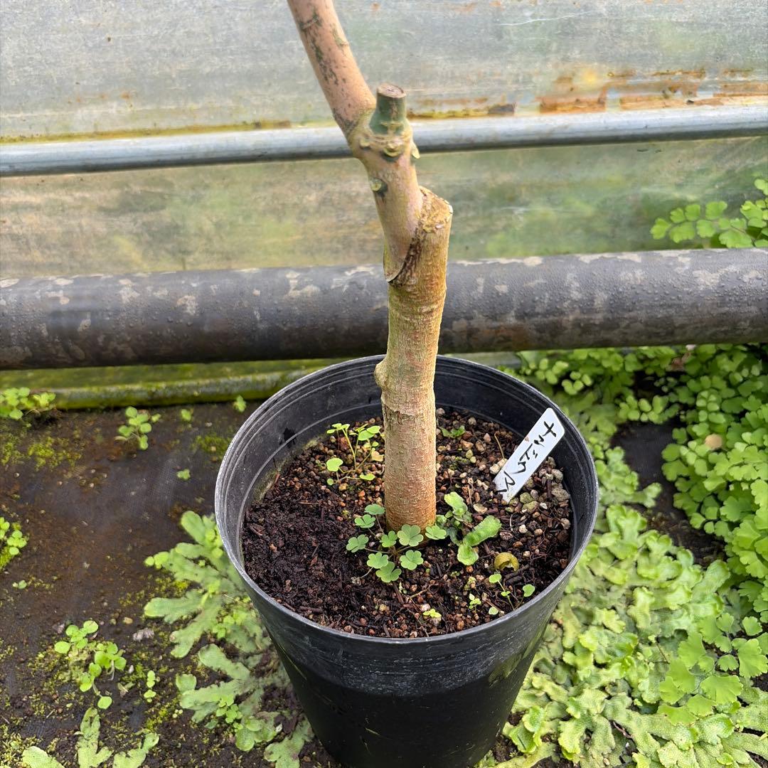 ナンドクマイ　マンゴー苗　6号サイズ