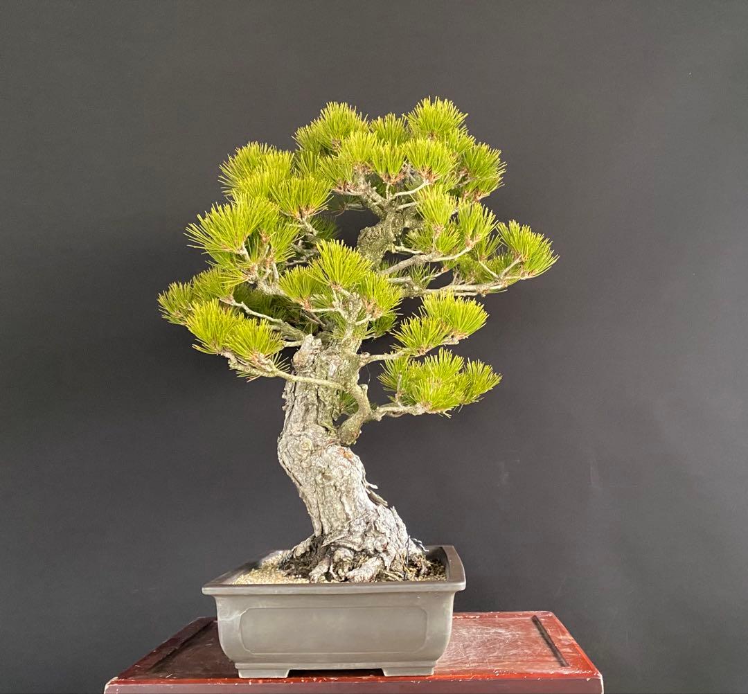 白木盆栽園　大品黒松　樹高75センチ　盆栽黒松赤松五葉松真柏雑木趣味観葉植物