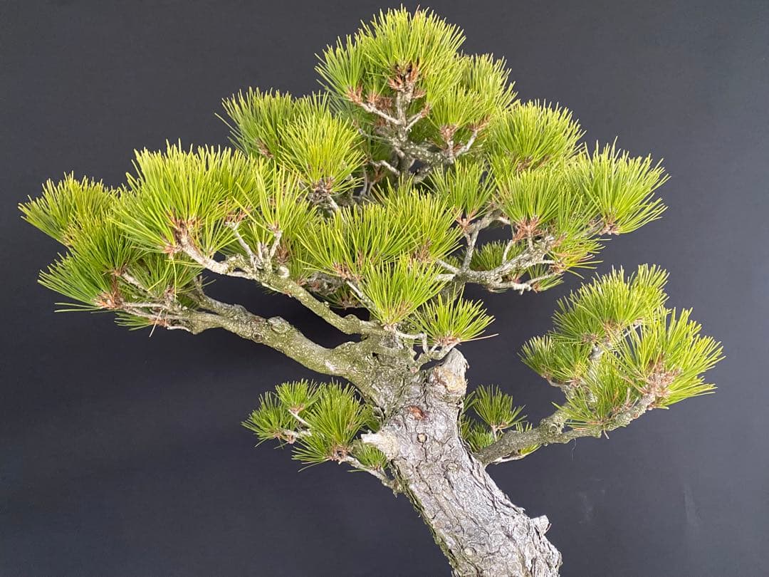 白木盆栽園　大品黒松　樹高75センチ　盆栽黒松赤松五葉松真柏雑木趣味観葉植物