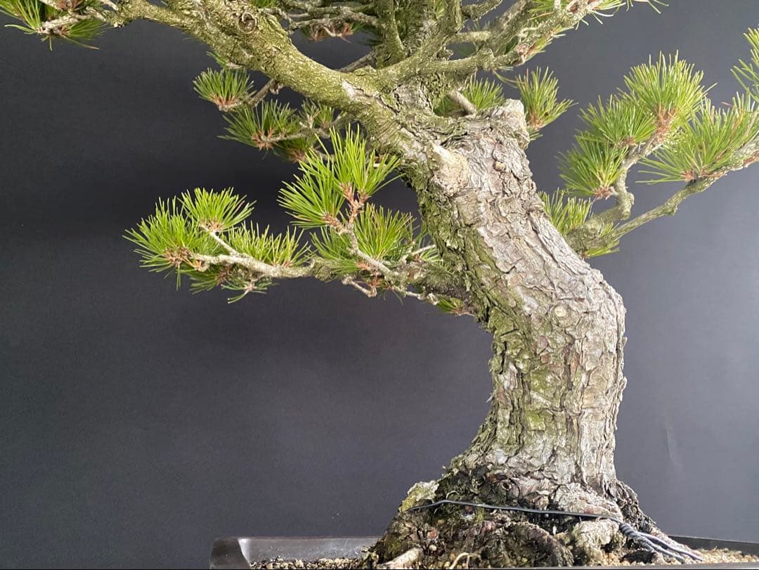 白木盆栽園　大品黒松　樹高75センチ　盆栽黒松赤松五葉松真柏雑木趣味観葉植物