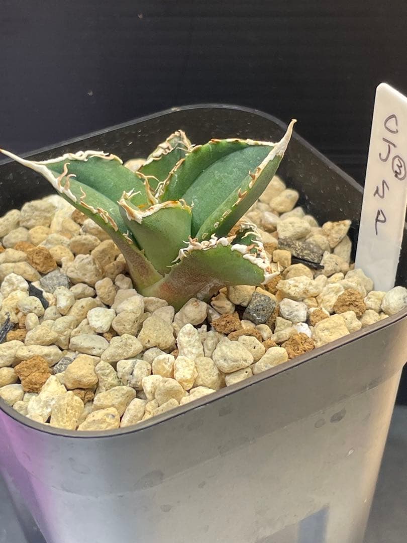 アガベ　チタノタ　ホオジロザメ　大白鯊　CJスペシャル ③