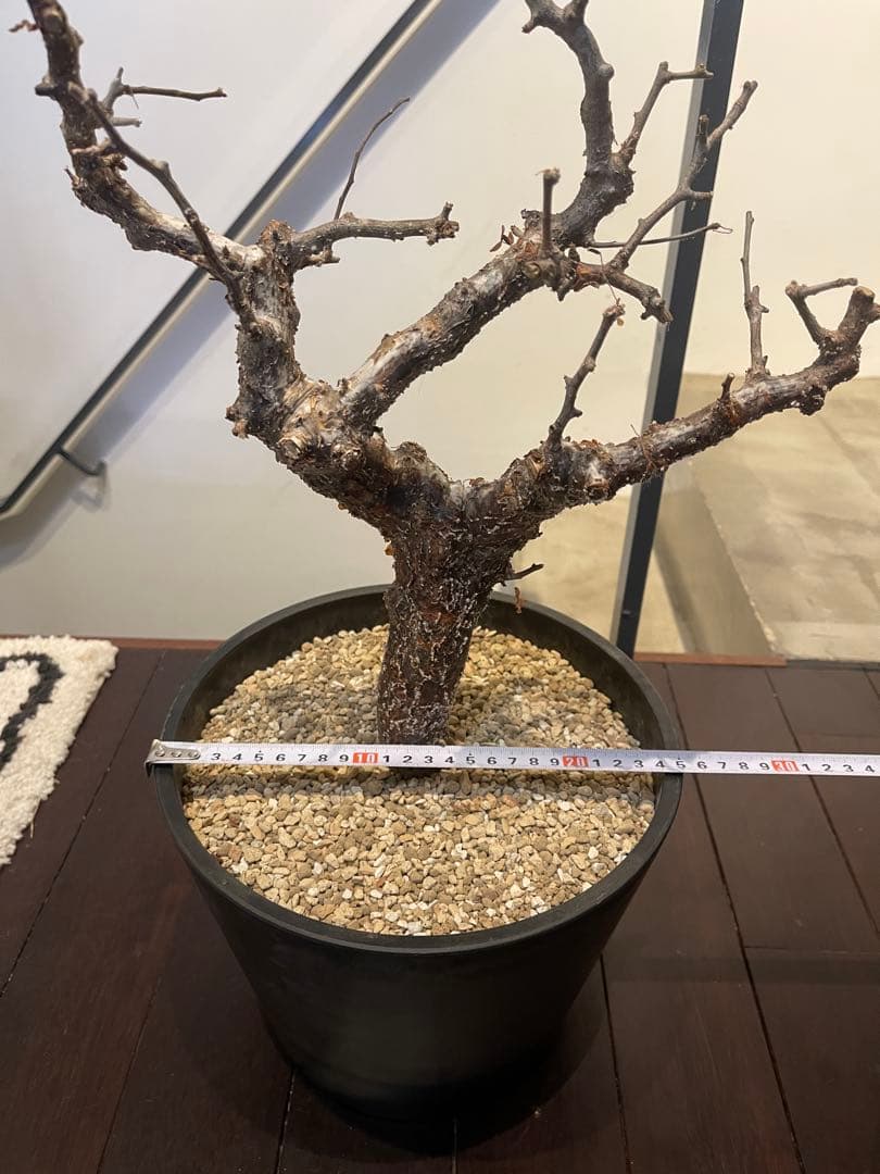 コミフォラ　モンストローサ　特大株　現地発根済