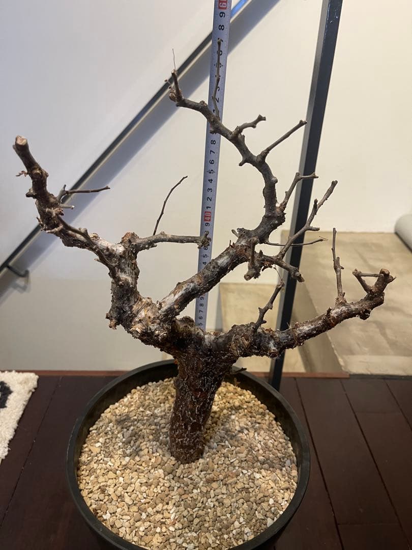 コミフォラ　モンストローサ　特大株　現地発根済