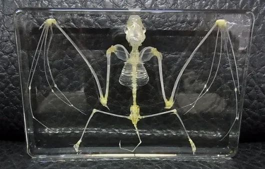 コウモリの骨格標本　アクリル封入
