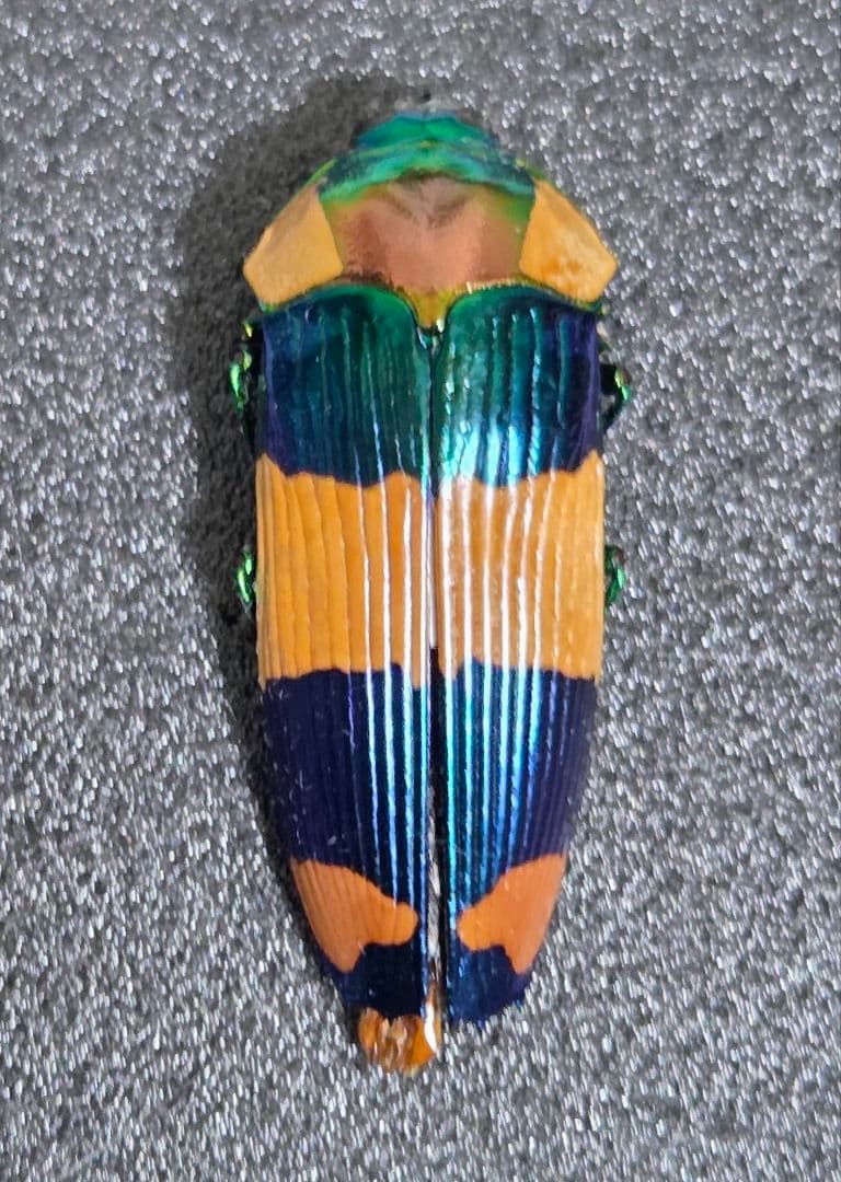 珍品 スハンダエオウサマムカシタマムシ 42ミリ 大型個体 お正月セール