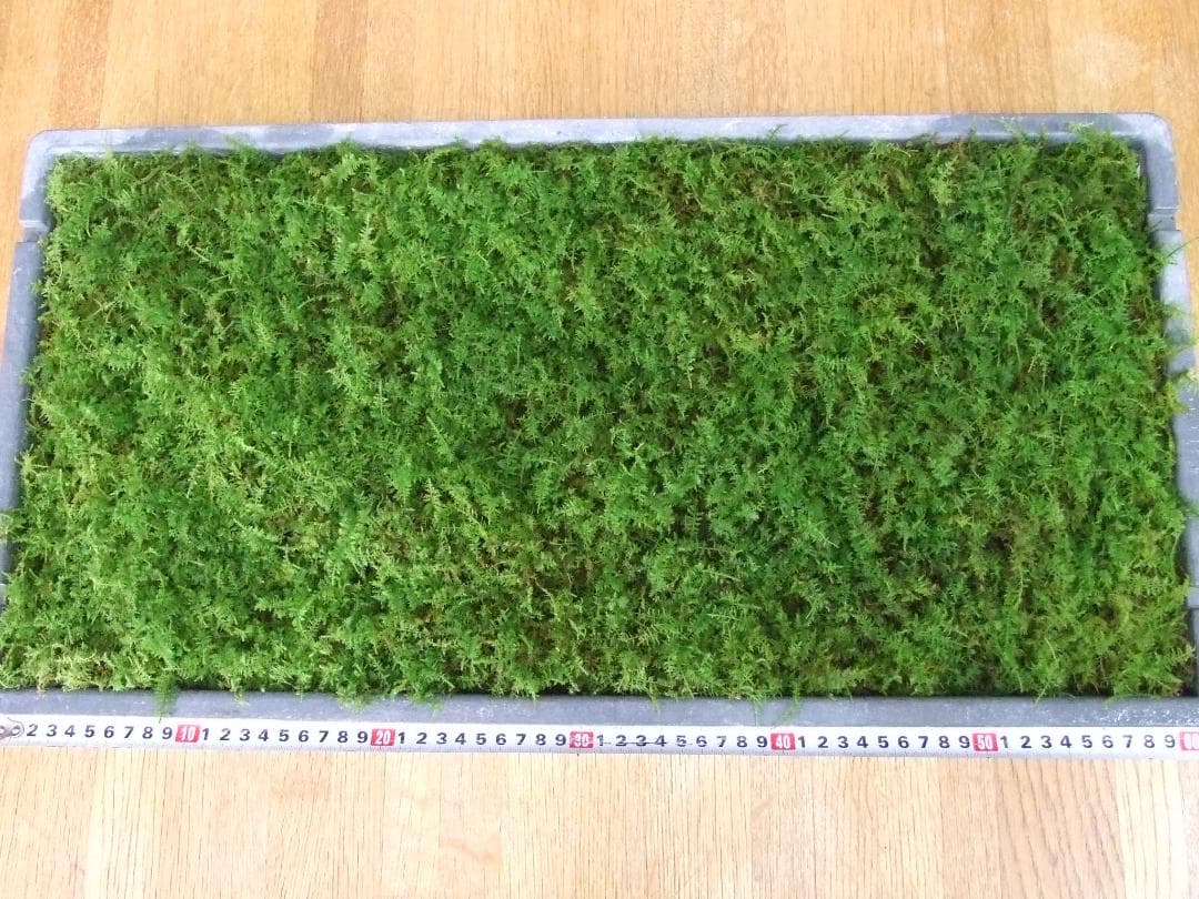 teru3　コケ各種6.5パレットとカサゴケ15本入1パック