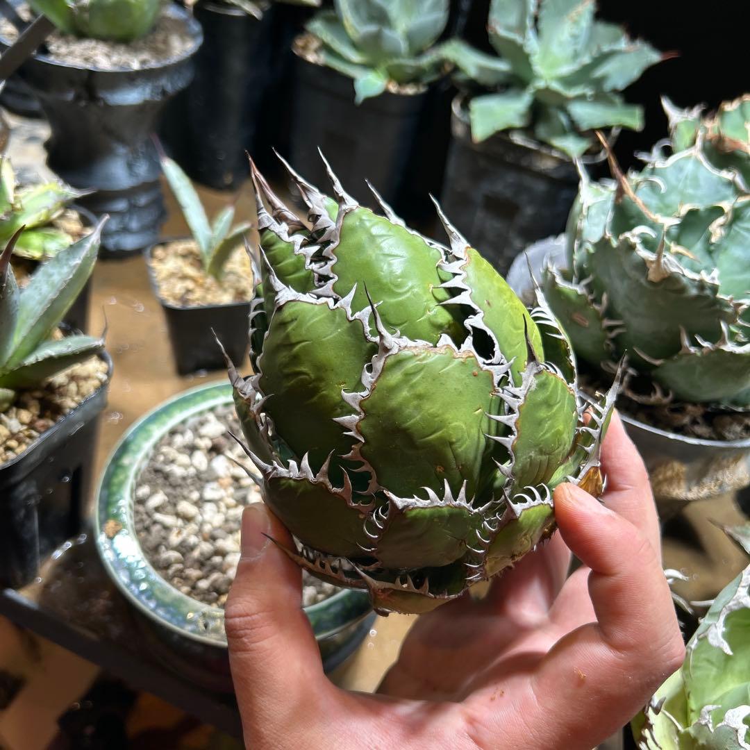 アガベ　ホリダ　陽炎　大株　ボールタイプ　ドワーフ　特選S級選抜　発根管理中